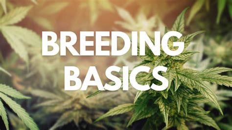 Cannabis Breeding The Basics