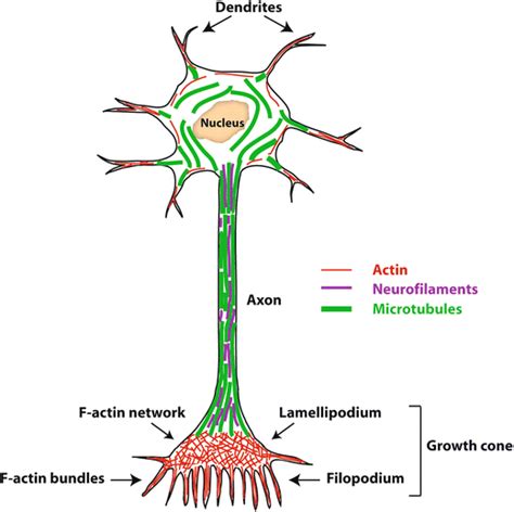 Citoesqueleto Neuronal