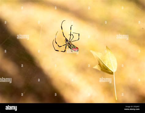 Joro Spiderweb Hi Res Stock Photography And Images Alamy