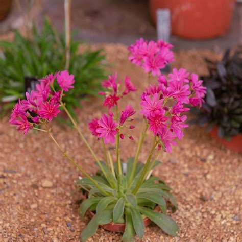 Little Raspberry Lewisia Bitterroot High Country Gardens