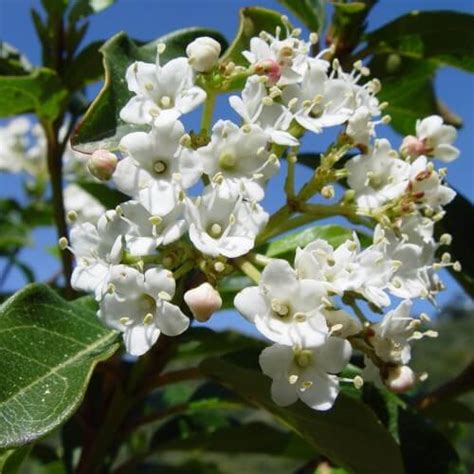 Laurier Tin Viburnum Tinus Vente Arbre Et Arbuste P Pini Res Naudet