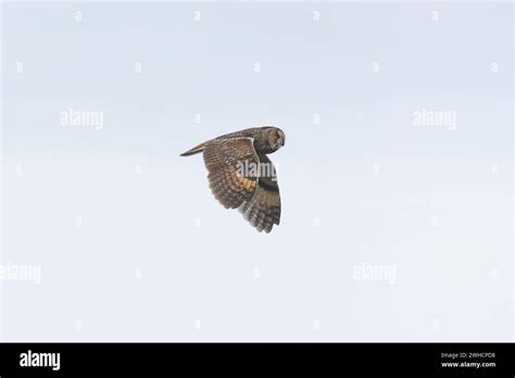 Long Eared Owl Asio Otus Adult Flying Hortobagy Hungary February
