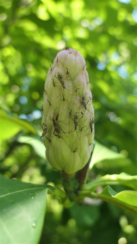 Umbrella Magnolia Seed Pod Holden Arboretum Veisha Flickr