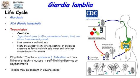 Giardia Lamblia Morphology Life Cycle Pathogenesis Clinical Manifestation Lab Diagnosis And