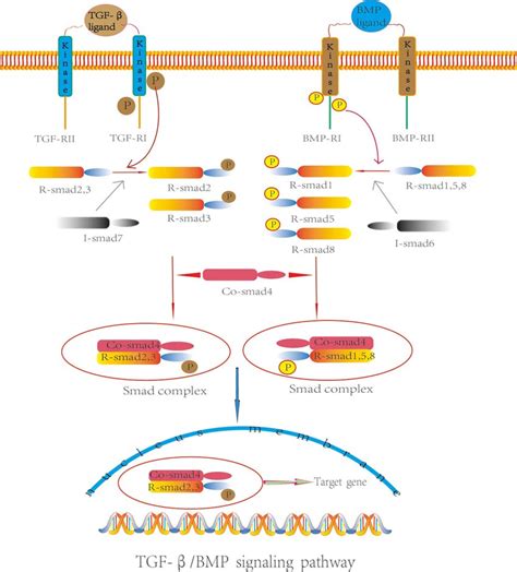 Mechanism of transforming growth factor β bone morphogenetic protein