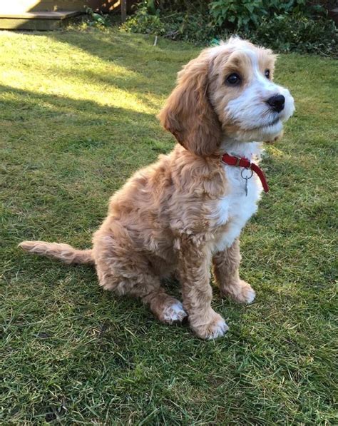 Isla. 11 week old cockapoo after her first haircut. http://ift.tt ...