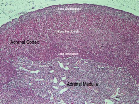 Chromaffin Cells Histology