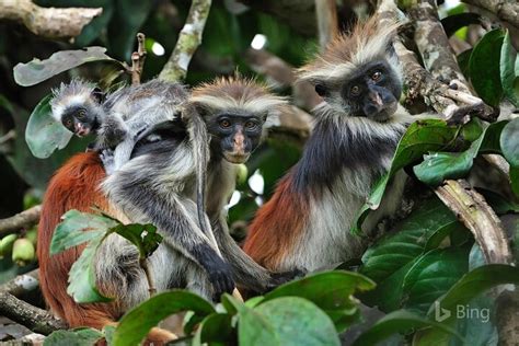 Tour Privato Di Zanzibar Parco Nazionale Foresta Jozani E Fattoria