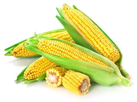 Corn Isolated On White Stock Image Image Of Maize Food