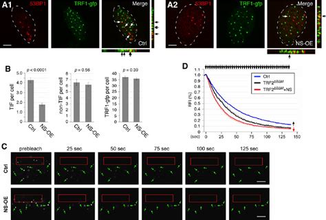 Ns Decreases Formation Of Telomere Dysfunction Induced Foci And The