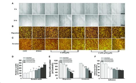 Cape Pno 2 Inhibited Cell Migration Invasion And Adhesion Abilities