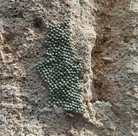 Moth Eggs On The Wall — Microeden