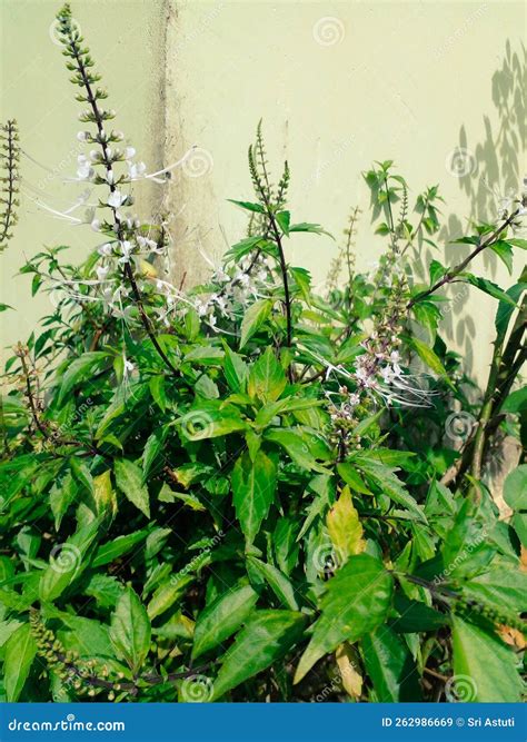 La Planta De Los Bigotes De Gatos Tiene Muchos Beneficios Para El