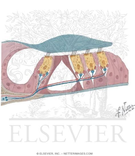 Organ Of Corti With Light Micrograph Showing The Organ Of Corti At Low