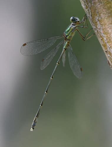 Eastern Willow Spreadwing Chalcolestes Parvidens Inaturalist