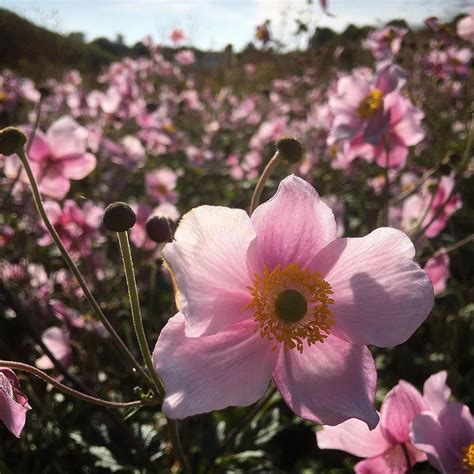 Anemone flower meaning and history. Learn more about this lovely plant