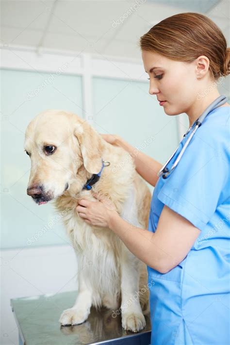 Vet examining dog — Stock Photo © pressmaster #118553454