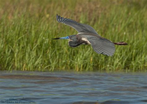 Tricolored Heron Images - Mia McPherson's On The Wing Photography