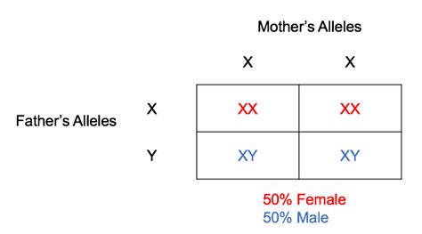 X Linked Punnett Square Calculator