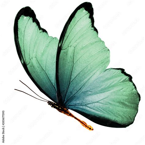 Beautiful Wings Of A Blue Butterfly Isolated On A White Background