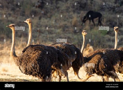 Ostrich, South Africa Stock Photo - Alamy