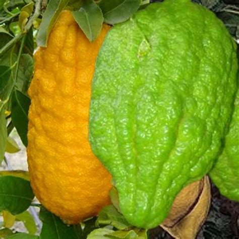 Venus Online Ganapathi Naranga Citron Lemon Fruit Live Seedling