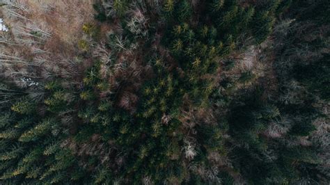 Empty Road in Forest · Free Stock Photo