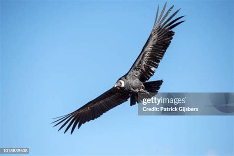 Andean Condor Wingspan