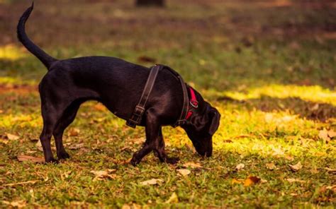 Los perros se vuelven más negativos al oler el estrés humano según un