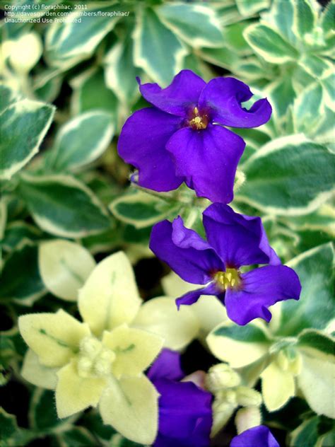 Plantfiles Pictures Rock Cress Aubretia Variegata Group Aubrieta