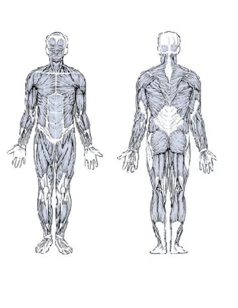 Human Muscles Diagram Unlabeled Human Muscular System Diagram Sexiz Pix