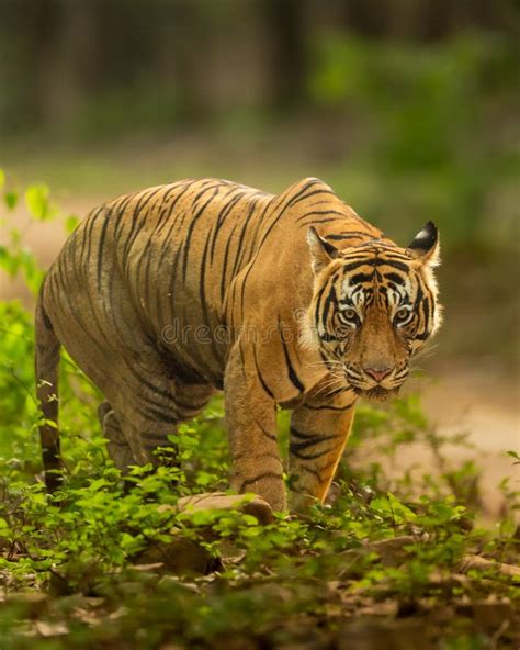 Eye Level Shot Of Wild Male Bengal Tiger Or Panthera Tigris Closeup Or