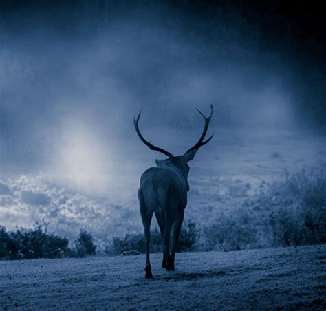 Is the 'zombie deer' apocalypse upon us and are humans the next victim? We look at the truth ...