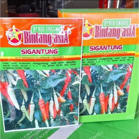 Jual Benih Bibit Cabe Rawit Besar Sigantung Gram Bintang Asia