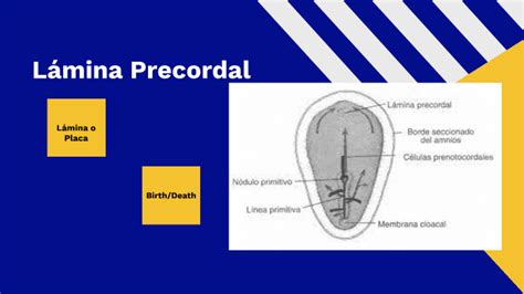 Lamina Precordal by Alejandro Ocaña on Prezi