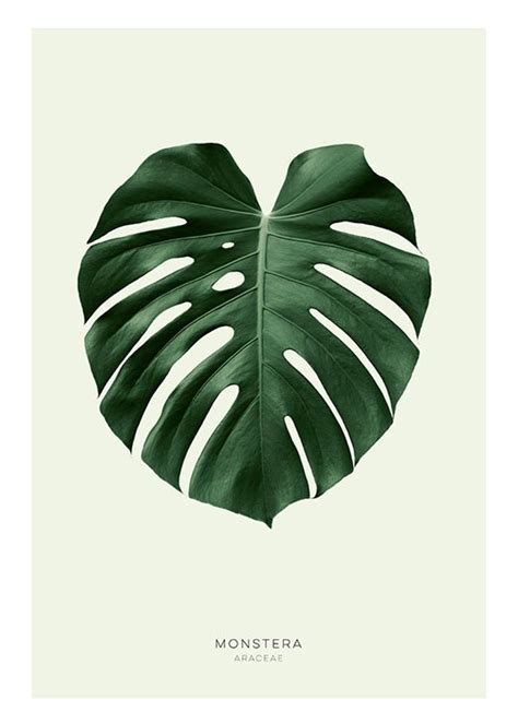 Botanical prints | Poster of a green monstera leaf – desenio.co.uk