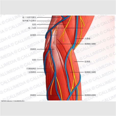 Flexor Carpi Radialis Muscle Extensor Carpi Ulnaris Muscle Anconeus