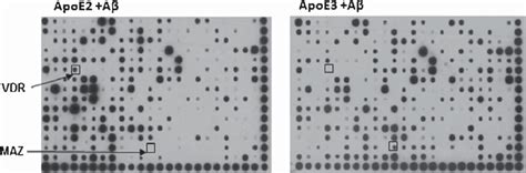 Proteindna Arrays To Identify Tfs Activated In Rat Astrocytes Treated