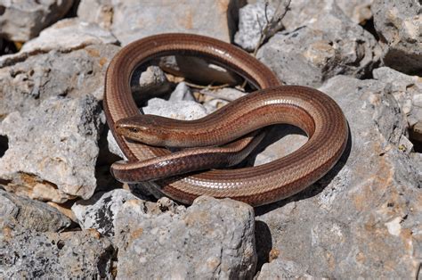 Legless Lizards – Biodiversity AUTh