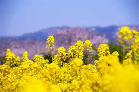 桜と菜の花の無料写真素材 フリー