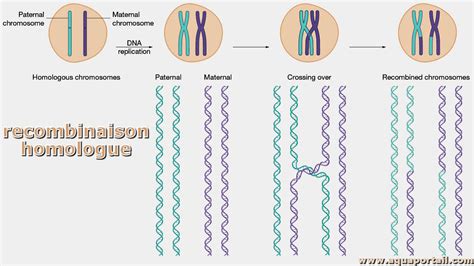 Recombinaison D Finition Et Explications