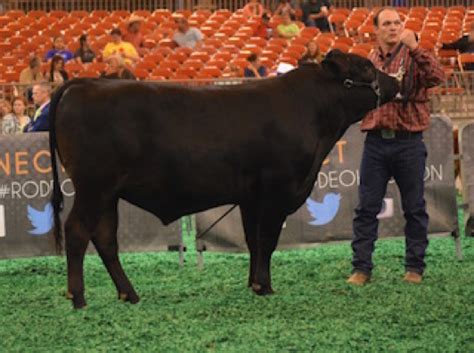 Texas Wagyu Association Sale 2016 Chisholm Cattle Company