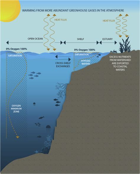 Ocean Deoxygenation A Primer One Earth