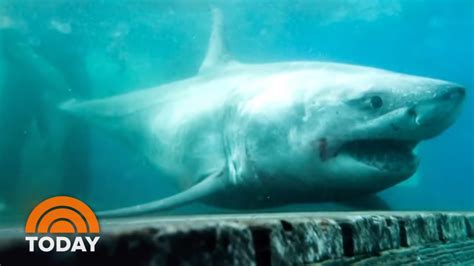 Great White Shark Spotted In Long Island For 1st Time Ever Today