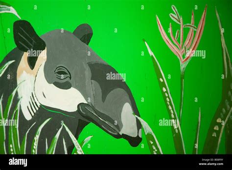 Painting of tapir, Belize Zoo, Belize, Central America Stock Photo - Alamy