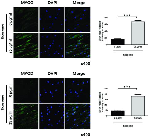 Changes In MYOG And MYOD Protein Expressions In The Differentiation