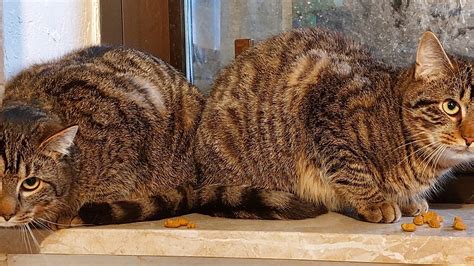 Katzen Lucky und Happy in Lehre auf der Suche nach dem Glück