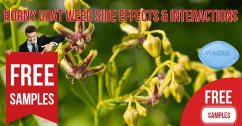 What Are Side Effects Interactions And Benefits Of Horny Goat Weed