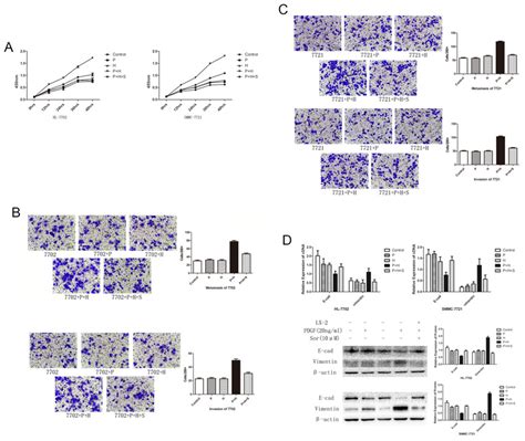 EMT And Cell Migration In SMC 7721 And HL 7702 Cell Lines Treated With