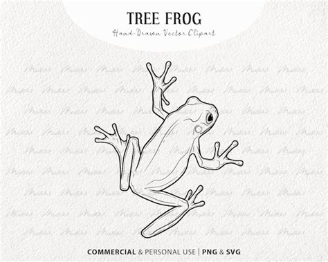 Tree Frog Drawing